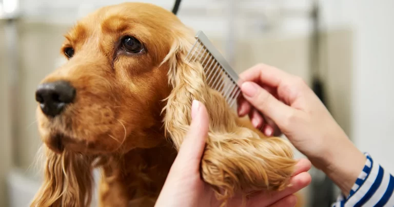 Pamper Your Pups: Essentials for a Dog Grooming Products